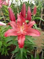 [4278 Scorpio Mak No02.JPG]